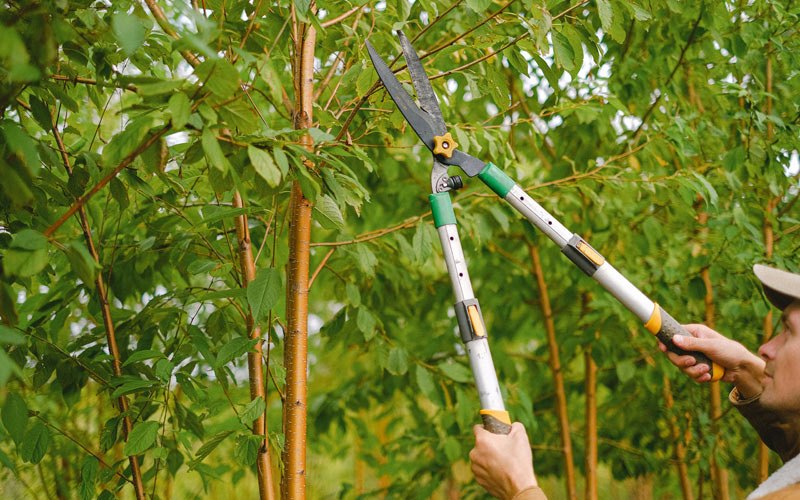 Tree trimming in Paragould, AR